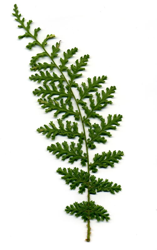 Dryopteris filix-mas 'Linearis' gen.