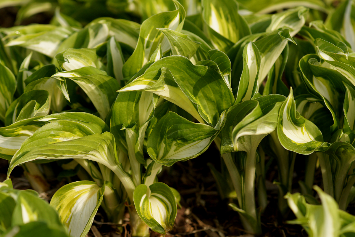 Hosta x undulata 'Univittata' - Schneefederfunkie