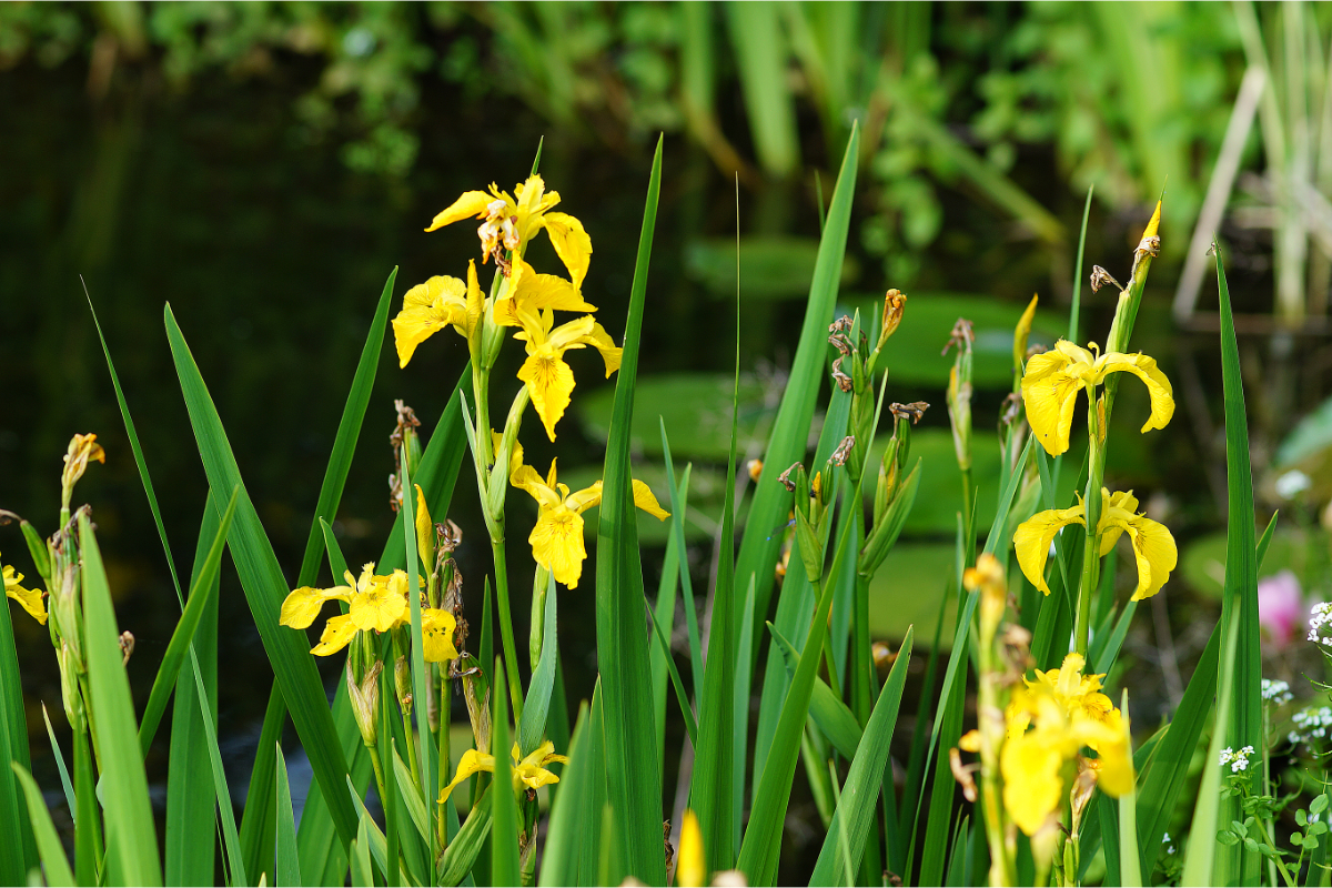 Iris pseudacorus