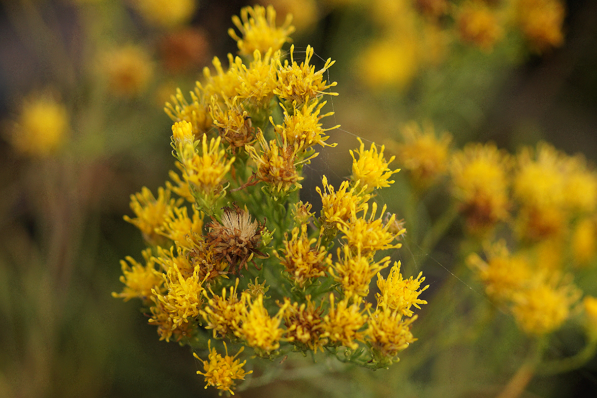 Aster linosyris - Goldhaaraster, Goldschopfaster