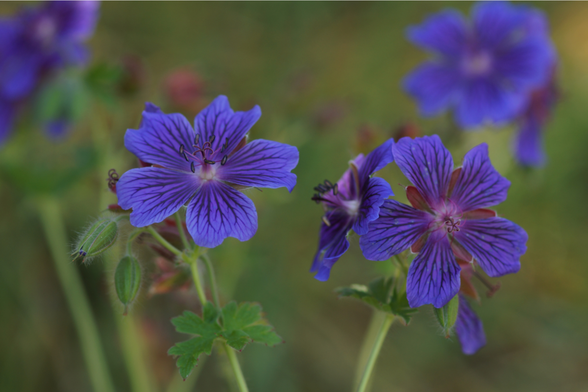 Geranium magnificum  - Pracht-Storchschnabel