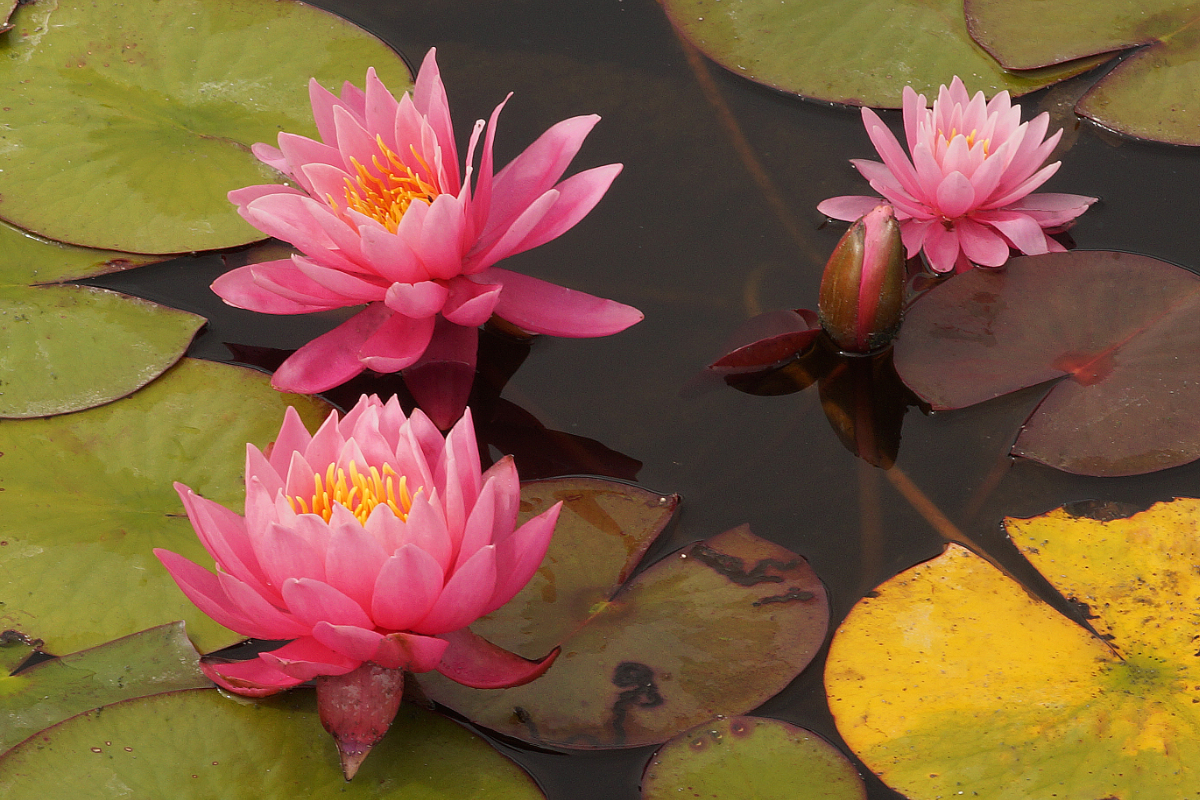 Nymphaea Hybride 'Lilofee'
