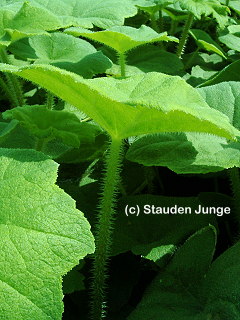 Astilboides (Rodgersia) tabularis - Tafelblatt