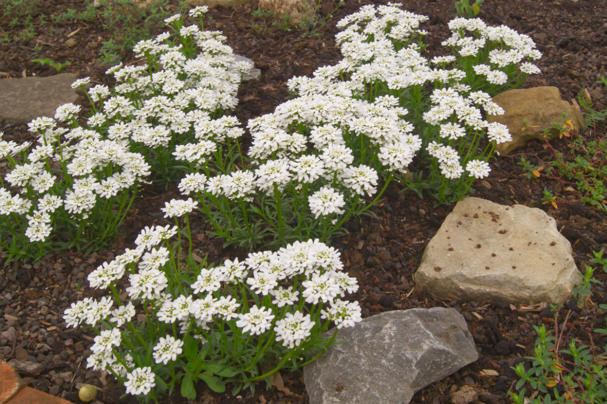 Iberis sempervirens 'Zwergschneeflocke' - Schleifenblume