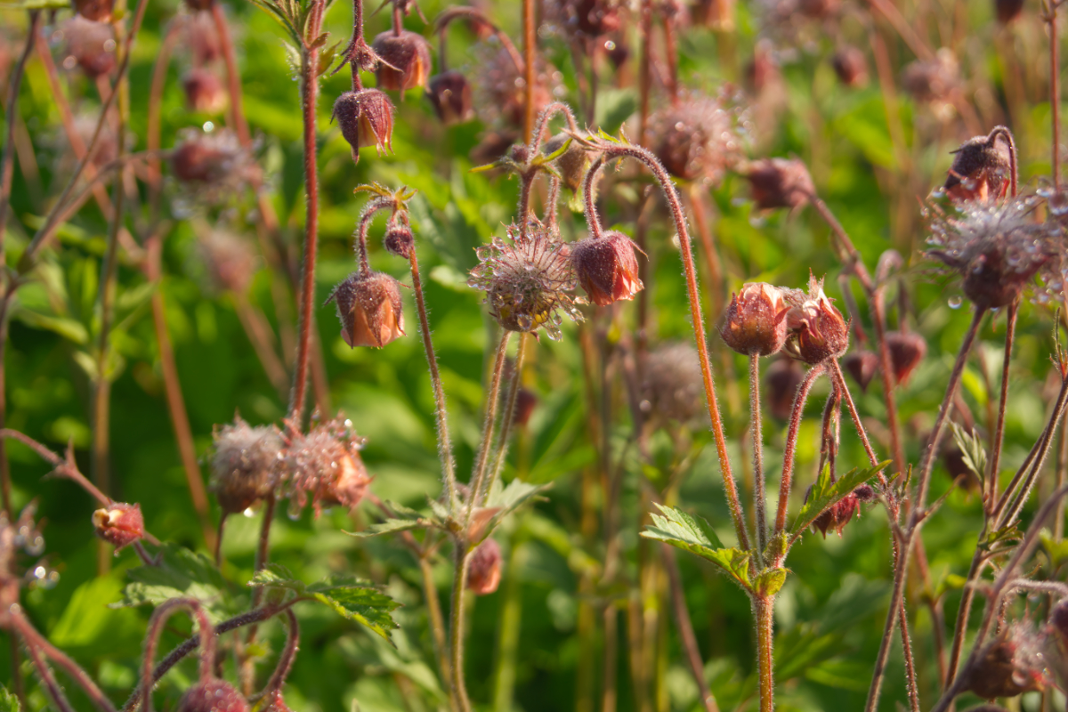 Geum rivale