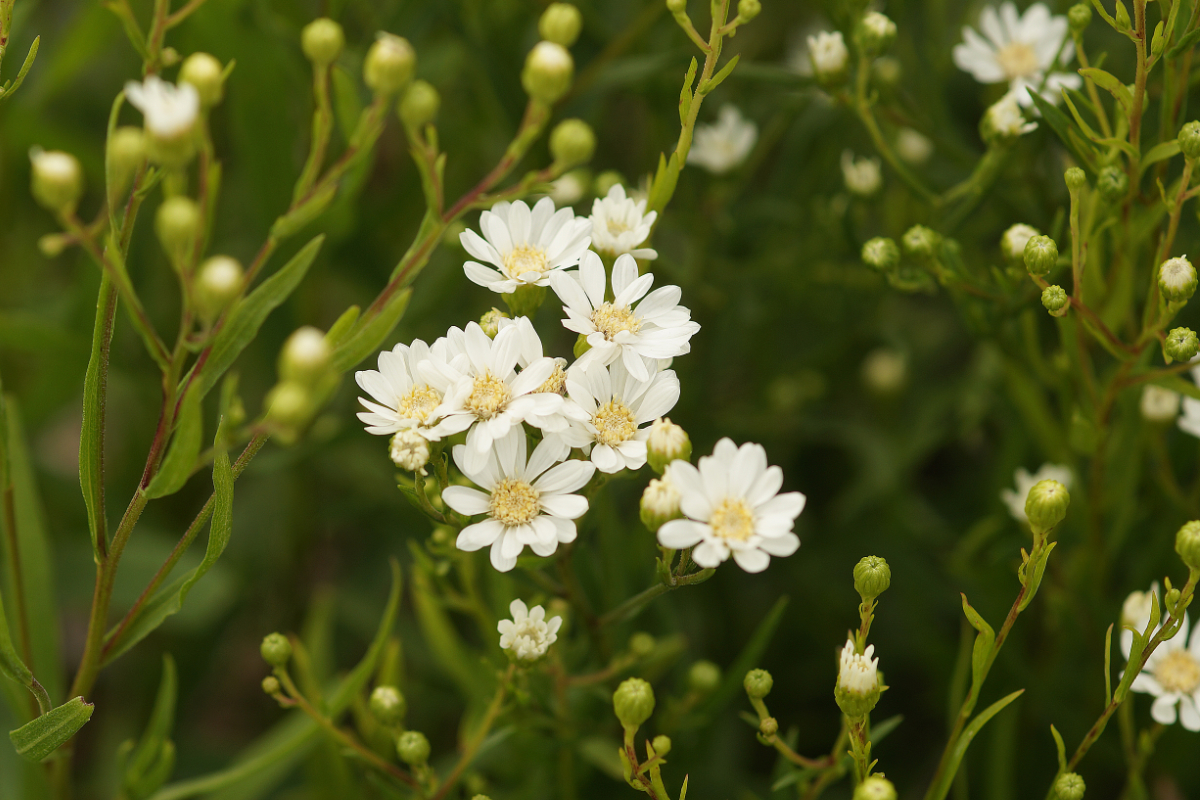 Solidago (Aster) ptarmicoides - Hochland Aster
