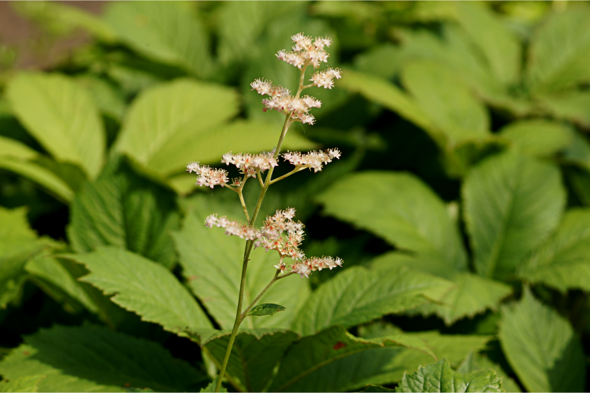Rodgersia aesculifolia