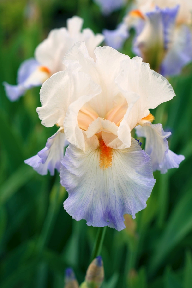 Iris barbata-elatior 'Romance'