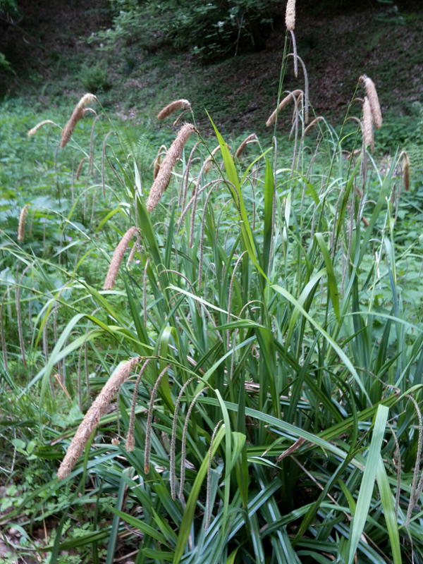 Carex pendula