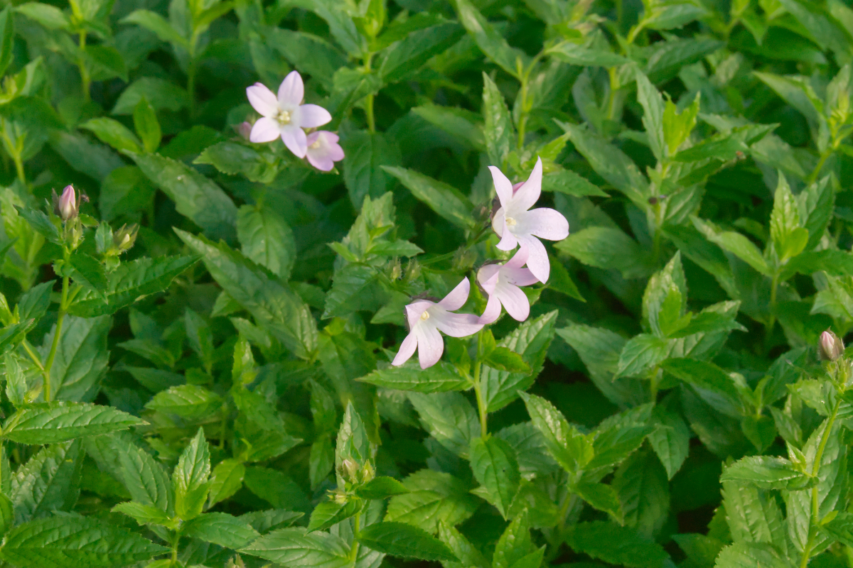 Campanula lactiflora 'Loddon Anne'