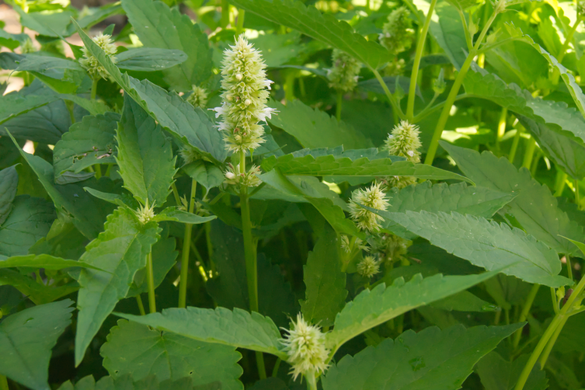 Agastache Rugosa-Hybr. 'Alba' - Duftnessel