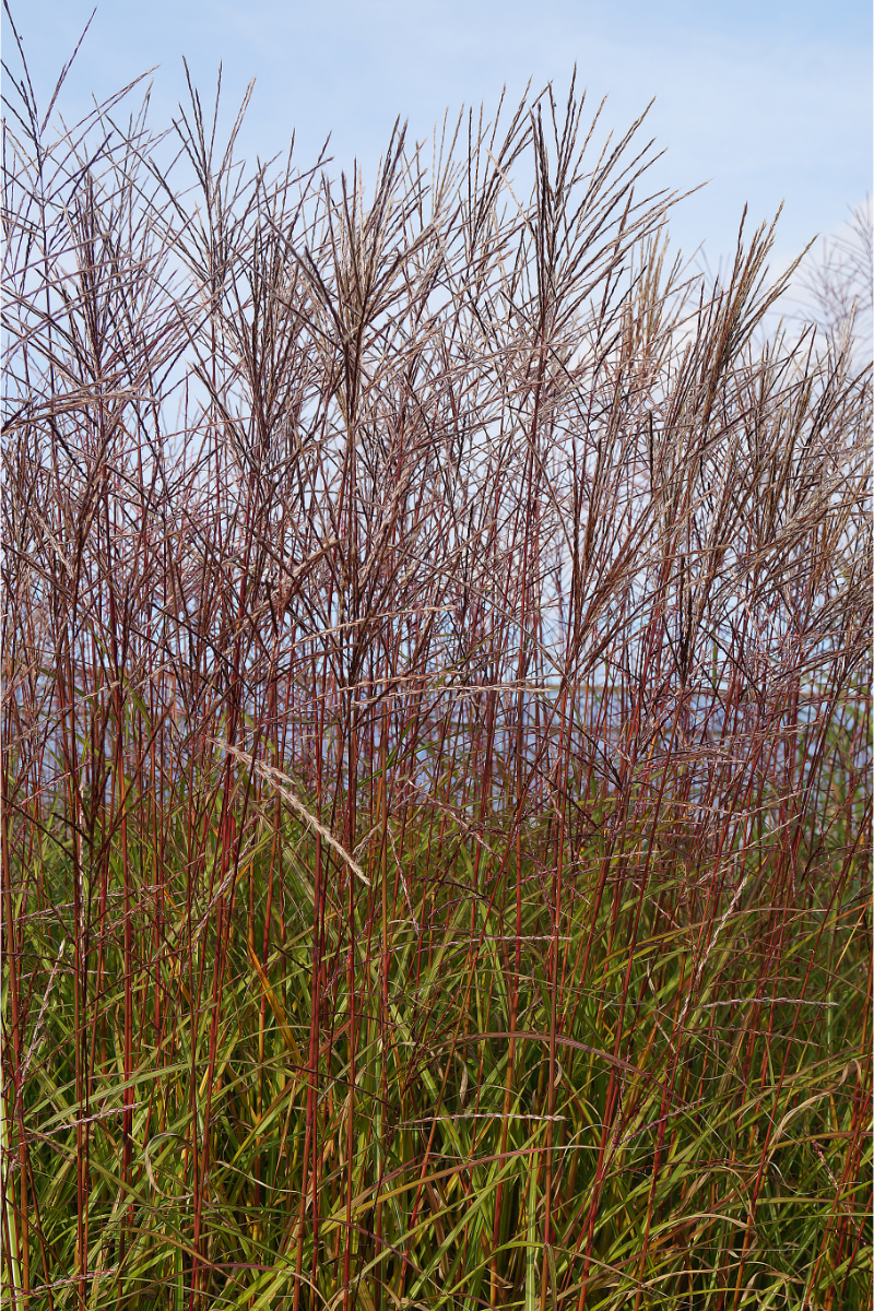Miscanthus sinensis 'Ferner Osten'