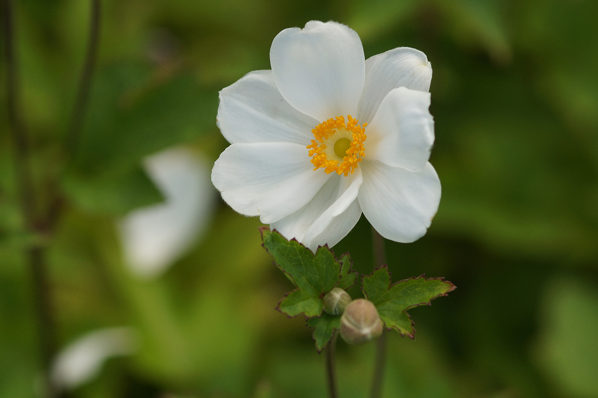 Anemone Japonica-Hybr. 'Honorine Jobert'