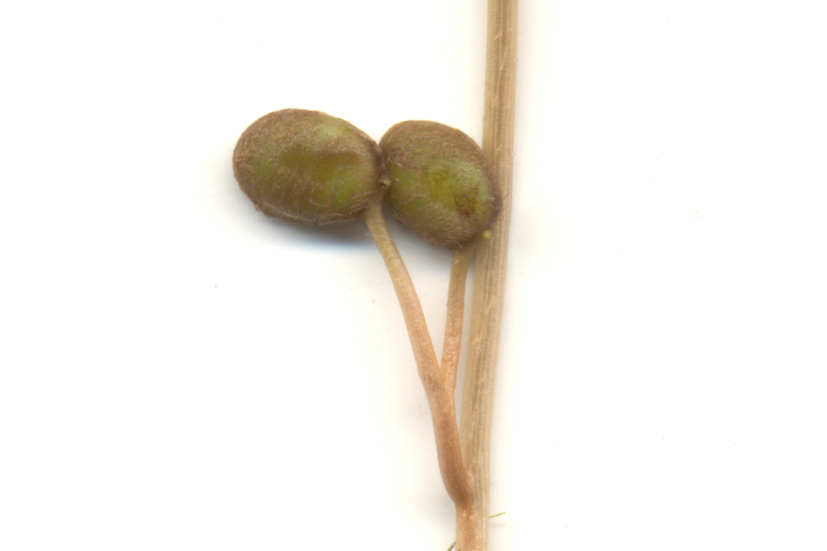 Marsilea quadrifolia (Wildfund Polen) veg