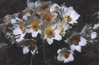 Pulsatilla vulgaris 'Alba' - Kuhschelle, Küchenschelle, Kuhglocke
