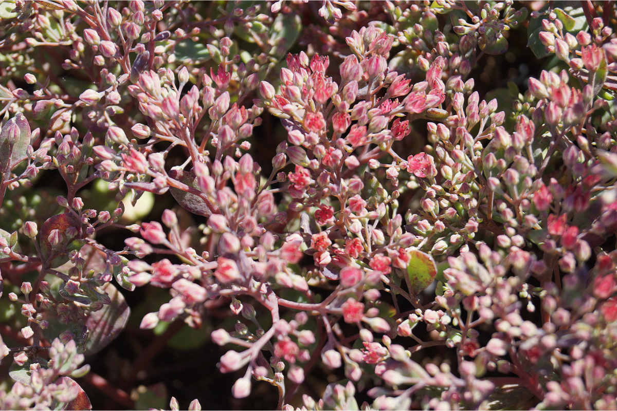 Sedum cauticolum 'Robustum' ('Ruby Glow') - Fettblatt, Fetthenne