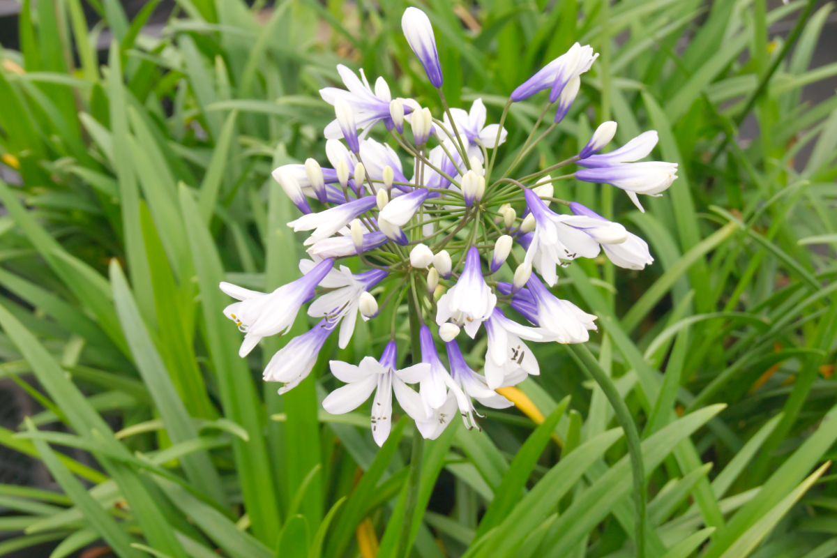 Agapanthus Hybride 'Twister' - Schmucklilie