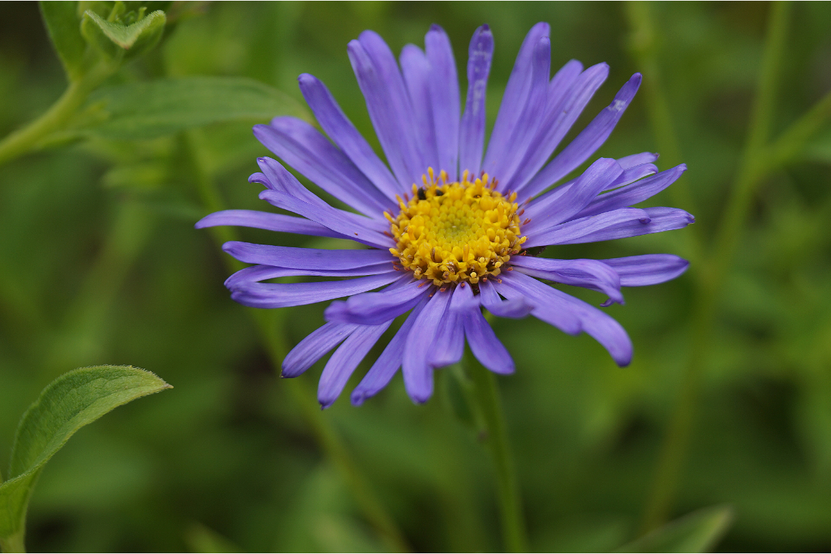 Aster x frikartii 'Mönch'