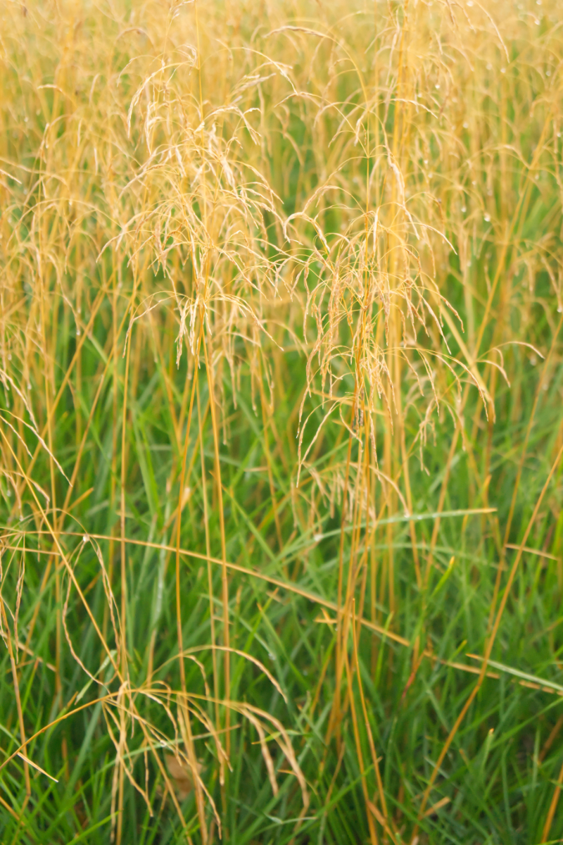 Deschampsia cespitosa 'Tardiflora'