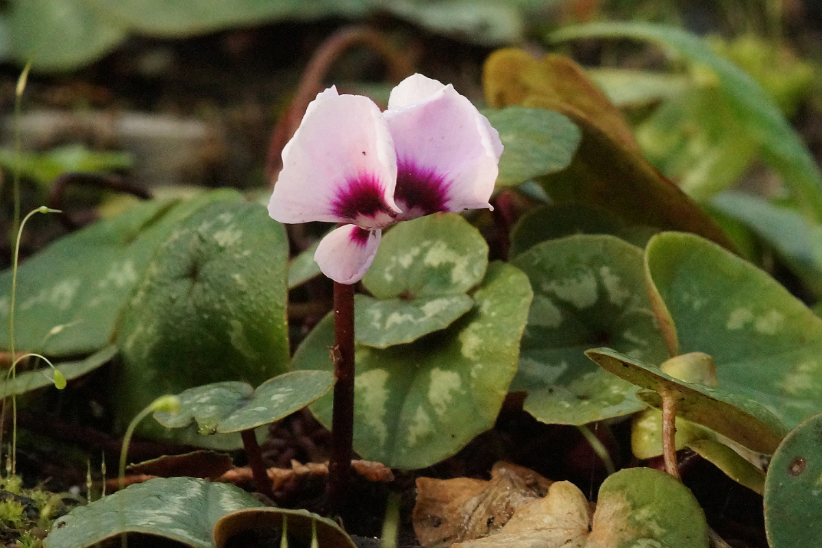 Cyclamen coum - Frühlings-Alpenveilchen