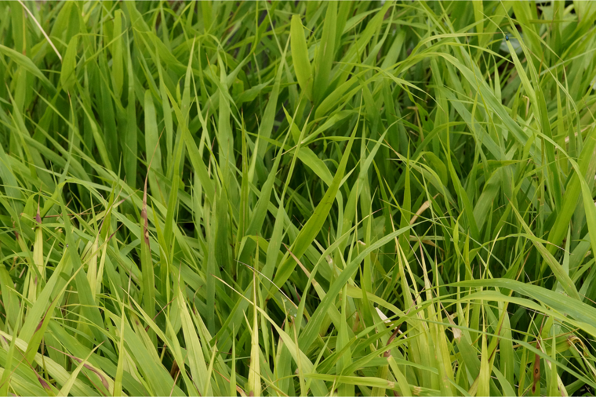 Hakonechloa macra - Japanwaldgras, Japanisches Berggras
