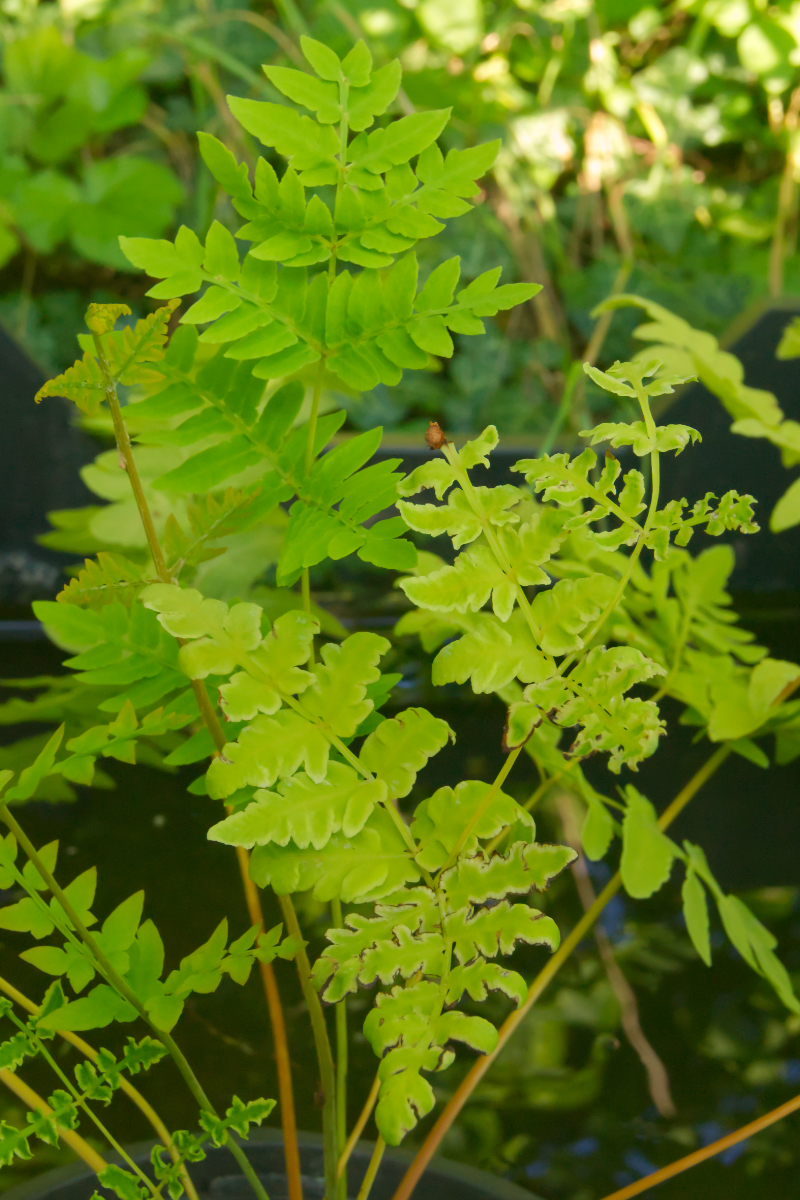 Osmunda regalis 'Decomposita' gen.