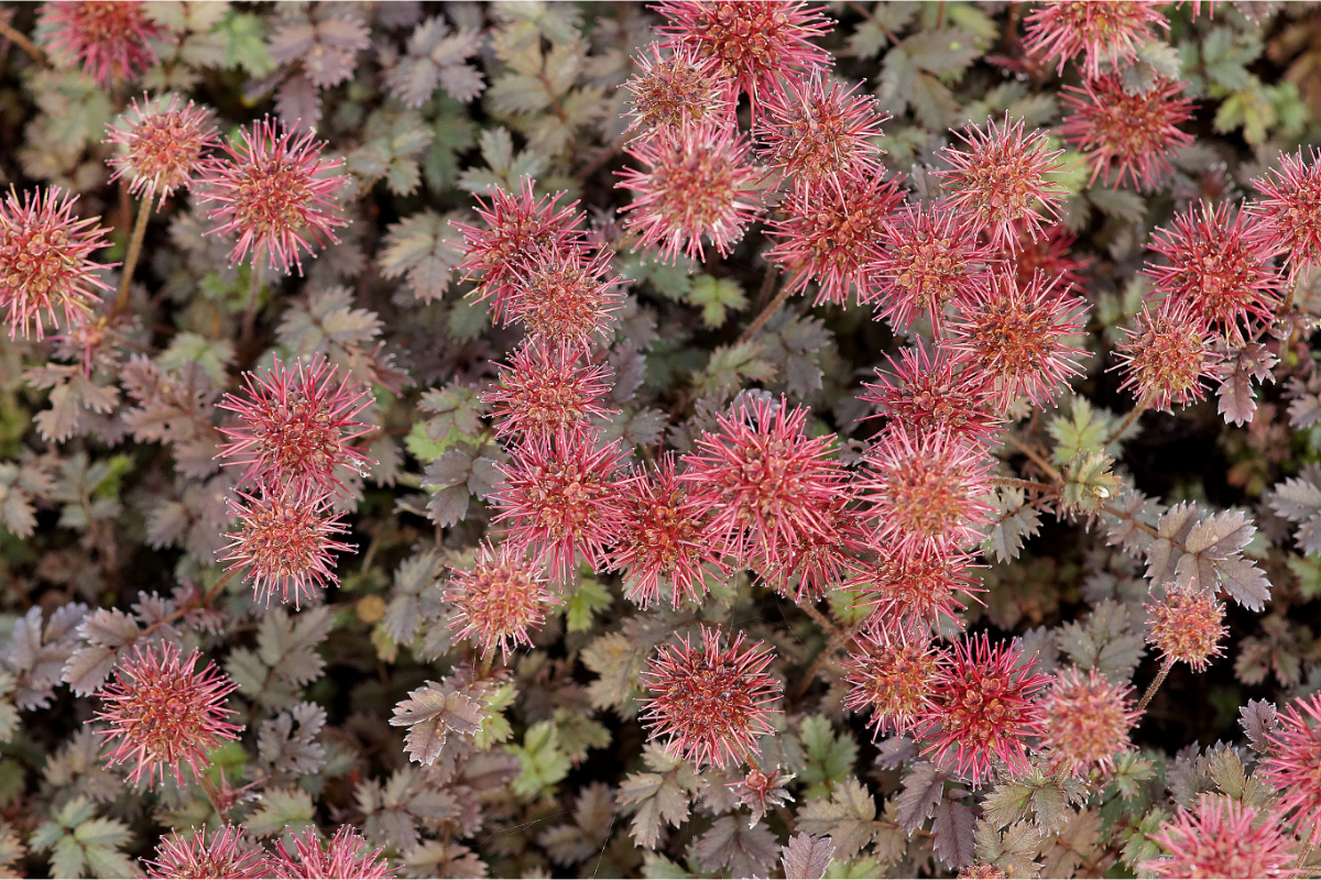 Acaena microphylla 'Kupferteppich' - Stachelnüsschen
