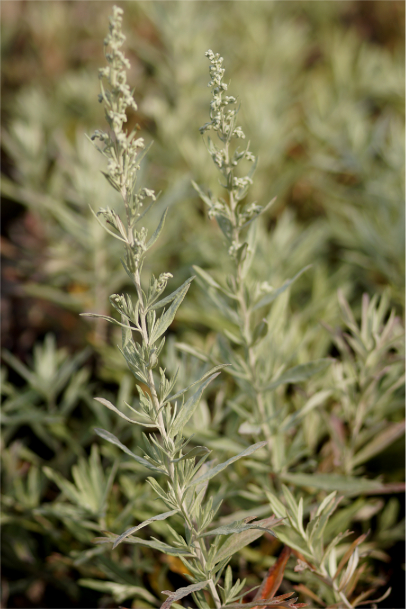 Artemisia ludoviciana 'Silver Queen'