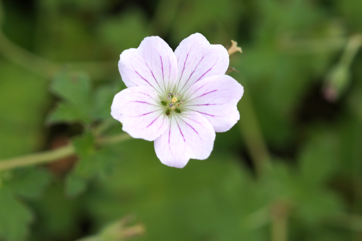 Geranium Hybride 'Dreamland' (R)