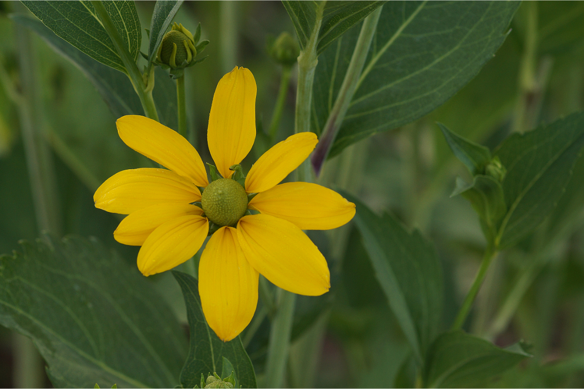 Rudbeckia nitida 'Herbstsonne' - Großer Sonnenhut