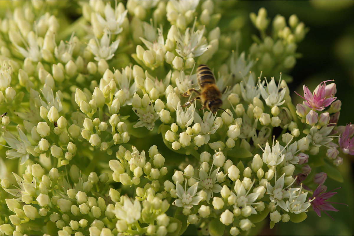Sedum spectabile 'Stardust'
