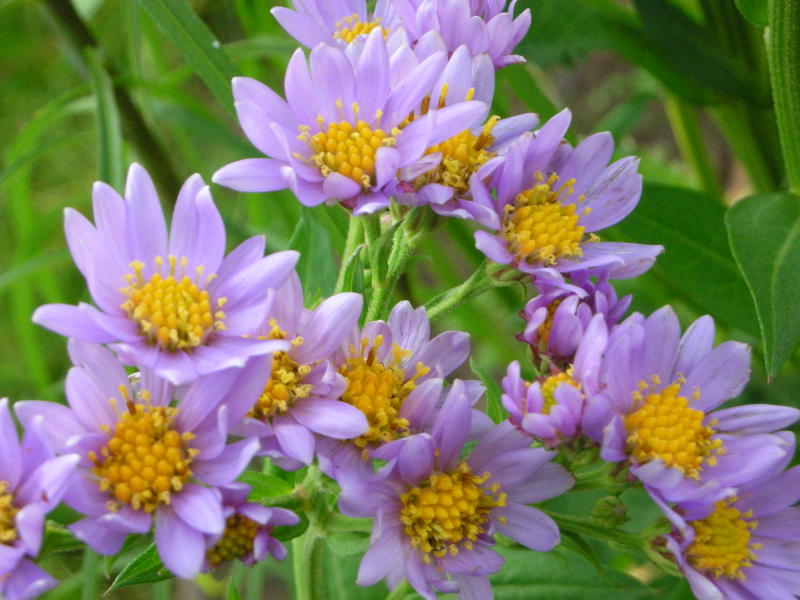 Aster tataricus 'Jindai' - Tataren-Aster