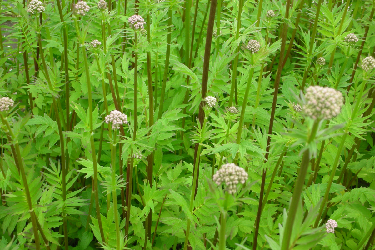 Valeriana officinalis - Echter Baldrian