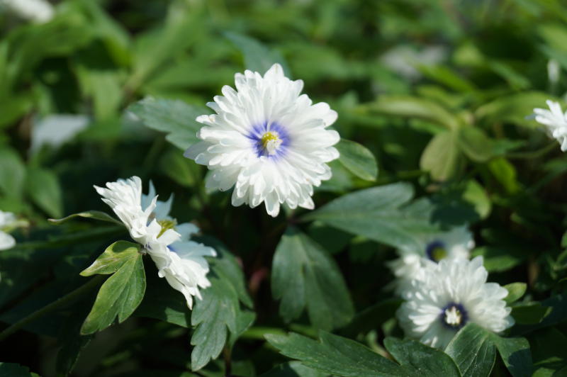 Anemone nemorosa 'Blue Eyes'