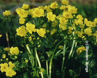 Caltha palustris