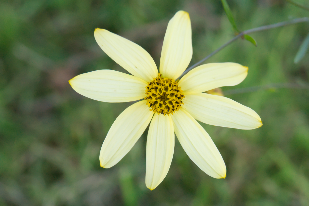 Coreopsis verticillata 'Moonbeam'