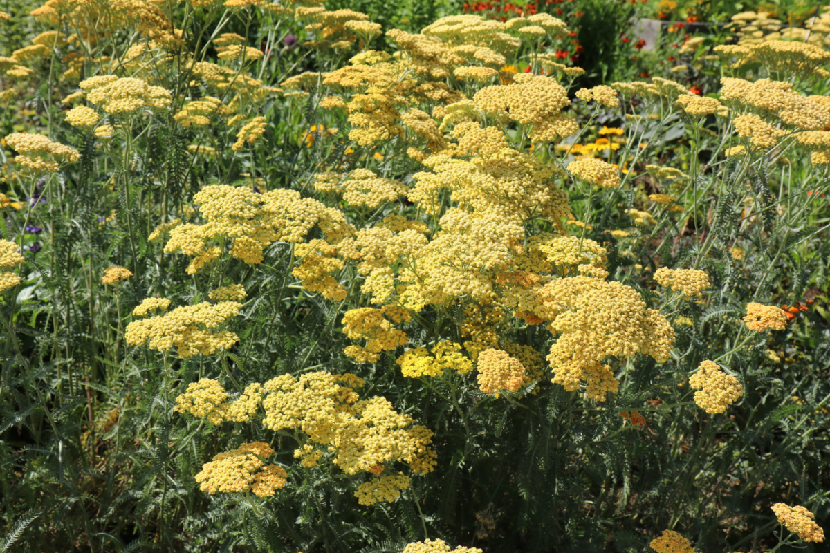 Achillea Millefolium-Hybr. 'Terracotta'