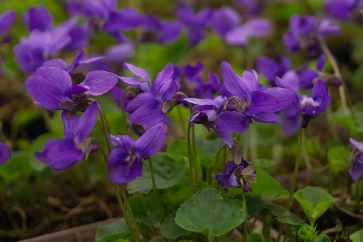 Viola odorata 'Königin Charlotte'