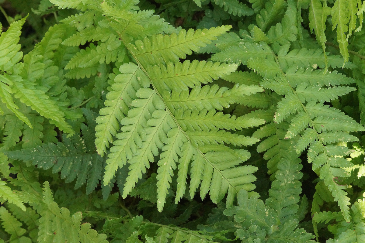 Dryopteris filix-mas gen. - Wurmfarn