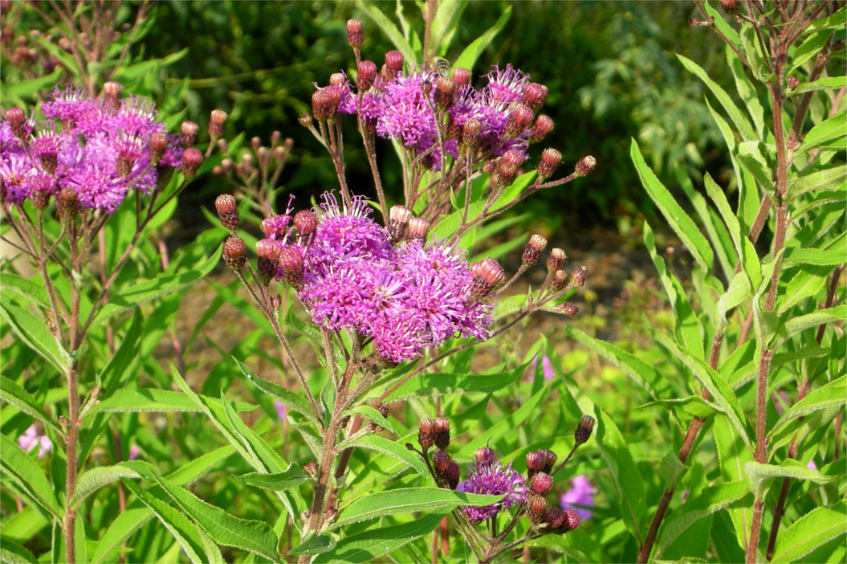 Vernonia crinita 'Mammuth'