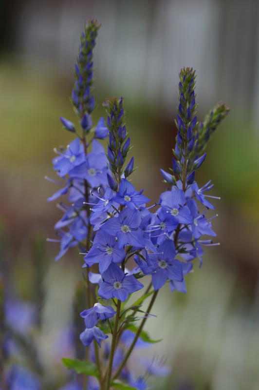 Veronica austriaca (teucrium) 'Königsblau'