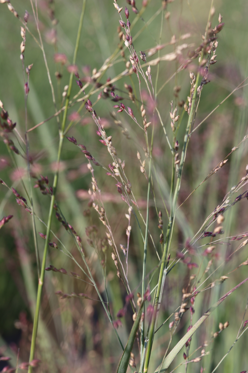 Panicum virgatum 'Heavy Metal'