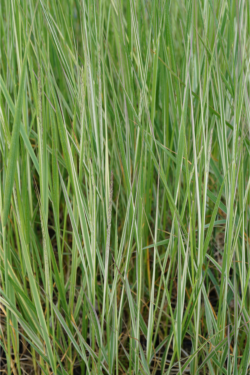 Calamagrostis acutiflora 'Overdam' - Reitgras