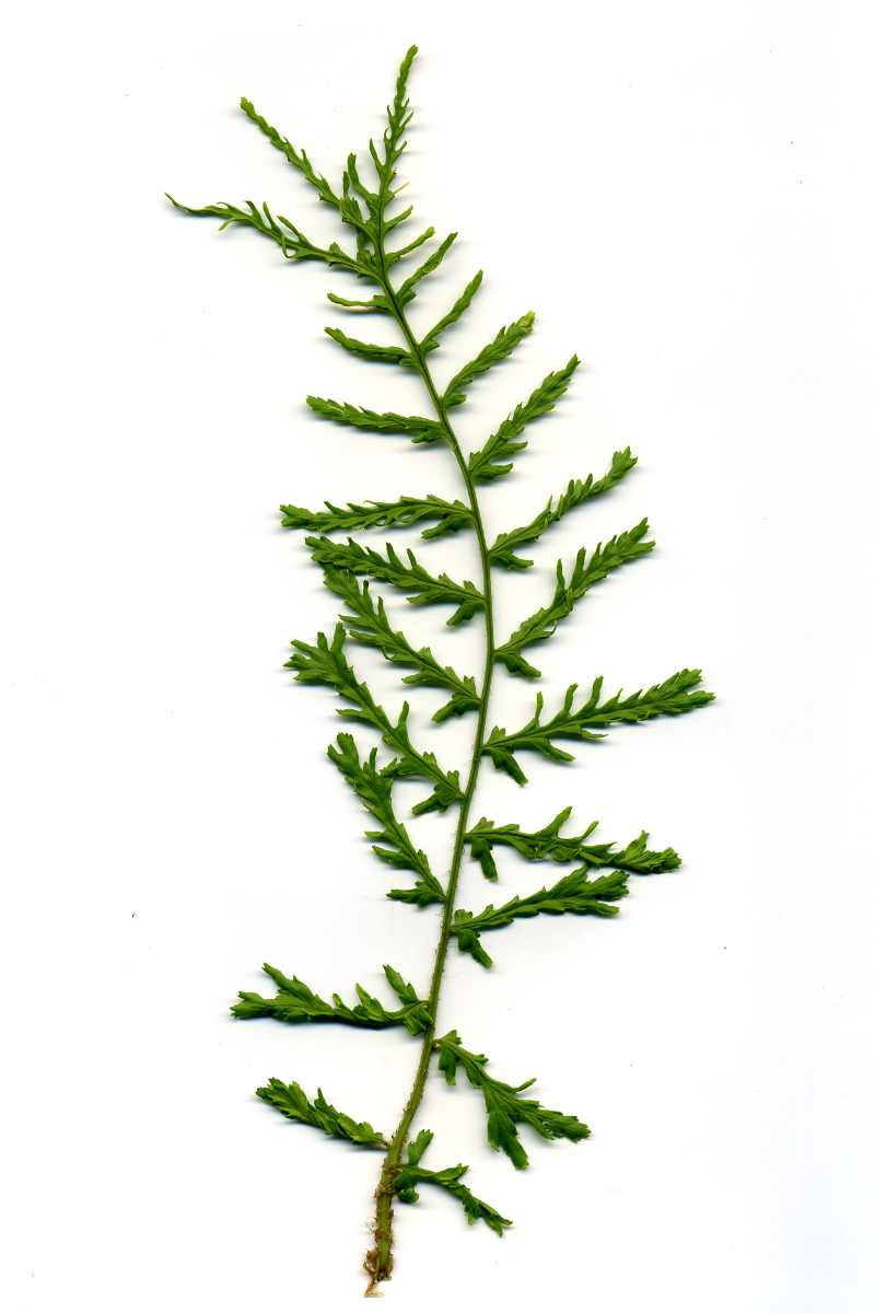 Dryopteris filix-mas 'Linearis Polydactylon' gen.