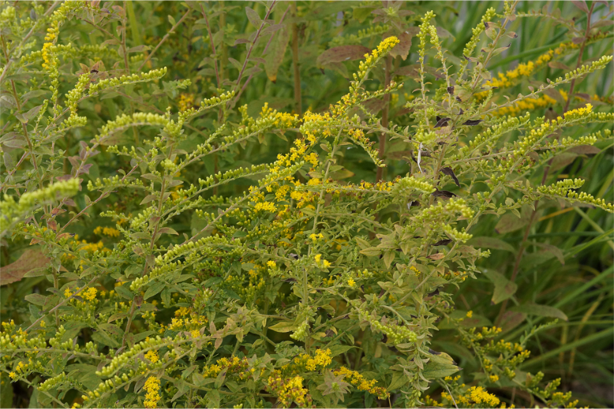 Solidago rugosa 'Fireworks' - bogige Goldrute