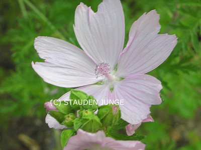 Malva moschata - Moschus-Malve