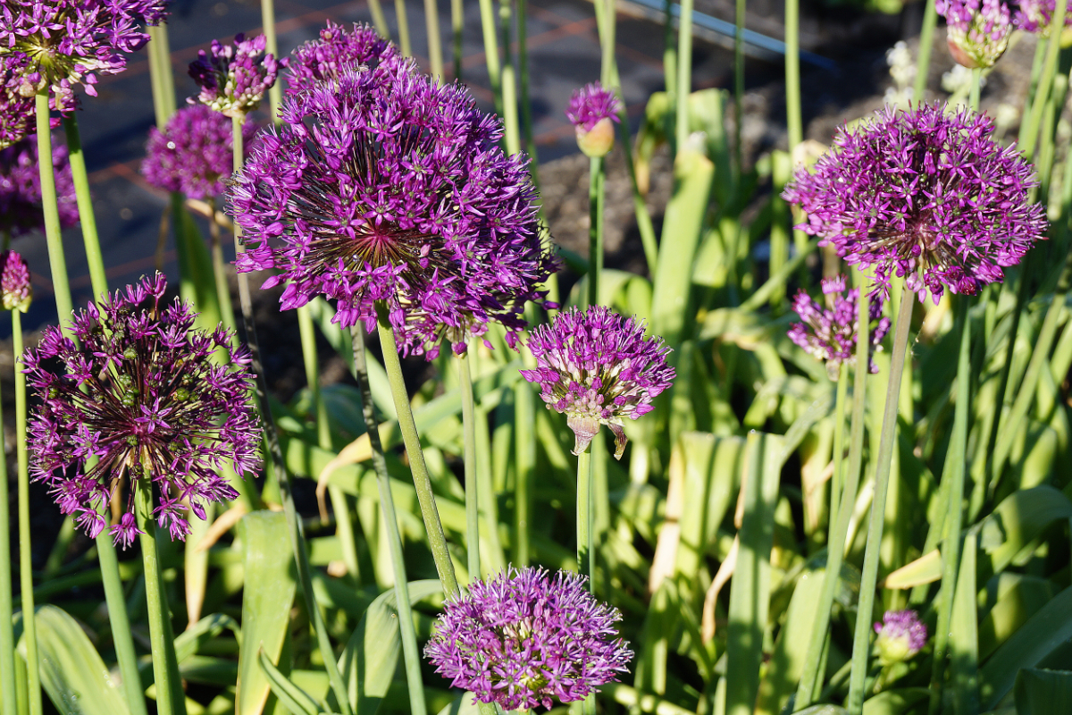 Allium aflatuense 'Purple Sensation'