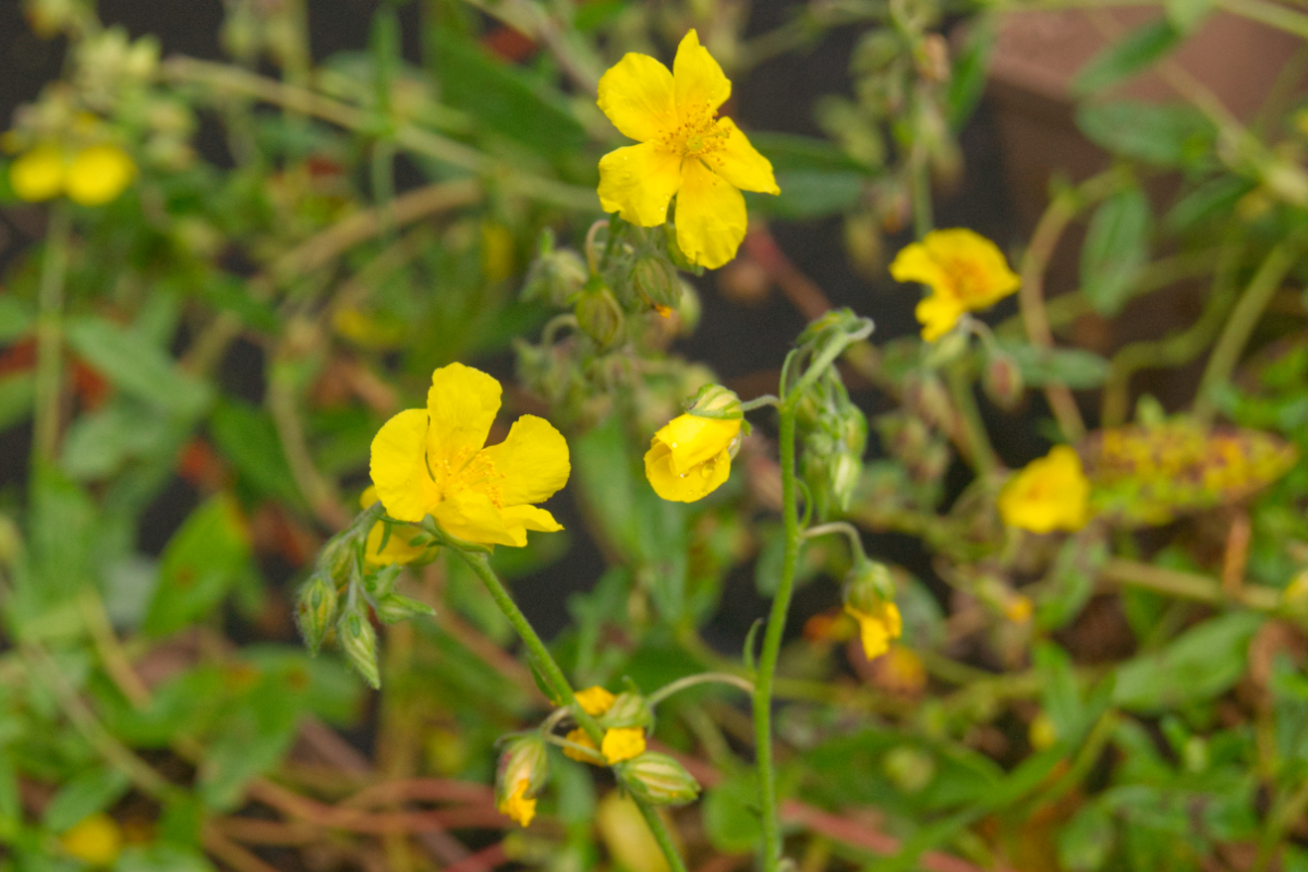Helianthemum nummularium - Sonnenröschen