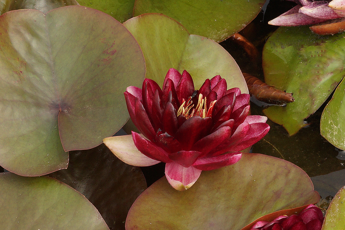 Nymphaea Hybride 'Almost Black' - Seerose