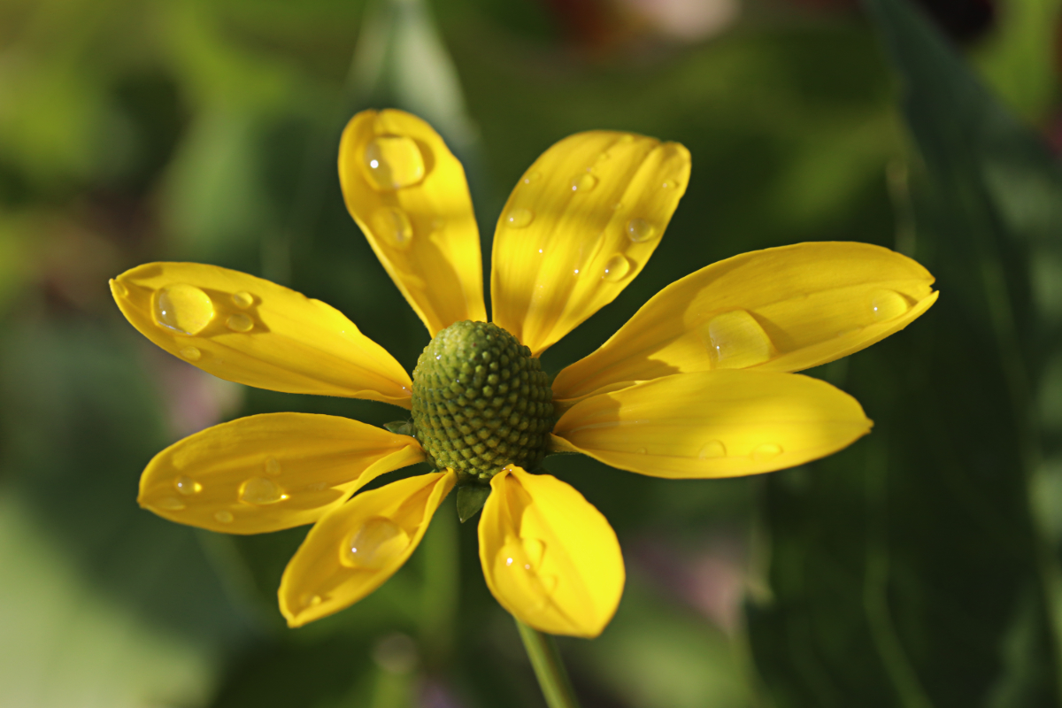 Rudbeckia nitida 'Herbstsonne'
